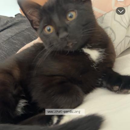 Photo 1/1 hermes Chat lost in Oyonnax