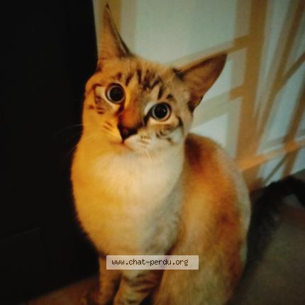 Photo 1/1 Rodolph Chat lost in Narbonne