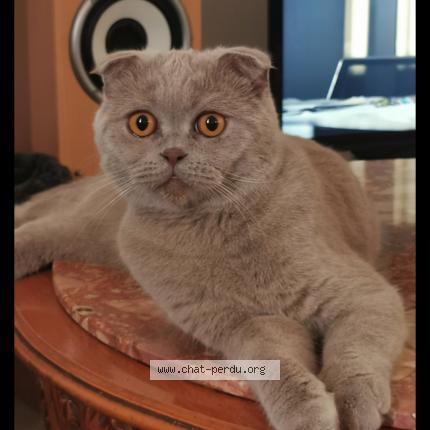 Photo 1/1 Jerry Chat lost in Rosny sous bois