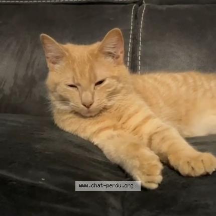 Photo 1/1 Wonka Chat lost in Fief sauvin