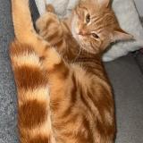 Picture of cat lost at Langrune Sur Mer