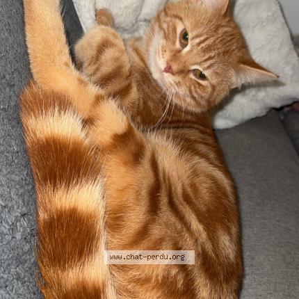 Photo 1/1 Rouky Chat lost in Langrune sur mer