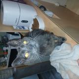 Picture of cat found at Saint Vallier De Thiey