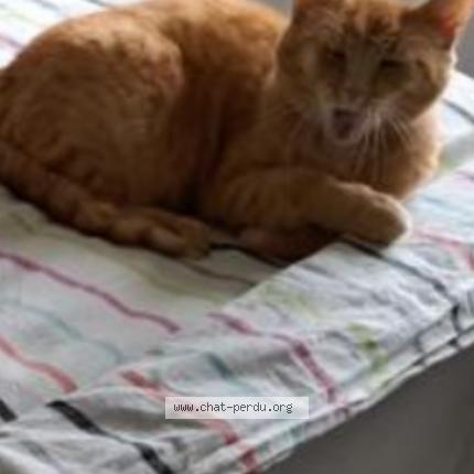 Photo 1/1 Stella Chat lost in Laguenne sur auzelouve