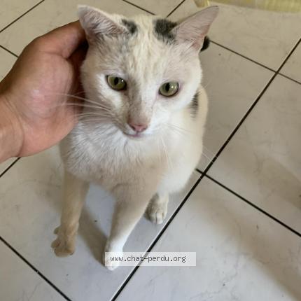 Photo 1/1 Tuga Chat lost in Lyon