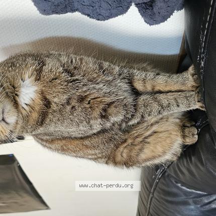 Photo 1/1 Sagan Chat lost in Brive la gaillarde