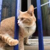 Picture of cat lost at Begles