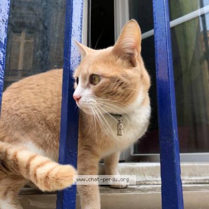 Photo 1/3 Chuleta Chat lost in Begles