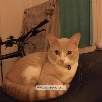 Photo 2/3 Chuleta Chat lost in Begles