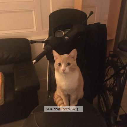 Photo 3/3 Chuleta Chat lost in Begles