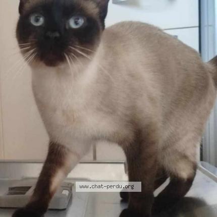 Photo 1/1 Avery Chat lost in Saint benoit la chipotte