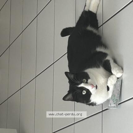 Photo 1/1 Luna Chat lost in Sciez