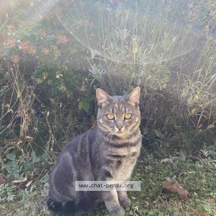 Photo 1/1 Mistigri Chat lost in Truyes