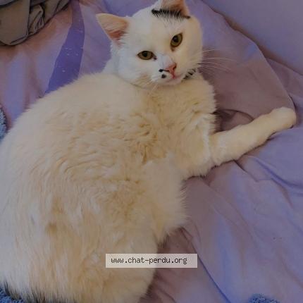 Photo 1/1 Moon Chat lost in Yerres