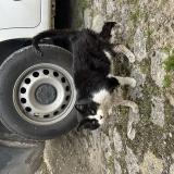 Picture of cat found at Bellegarde