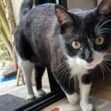 Picture of cat found at Aubenas