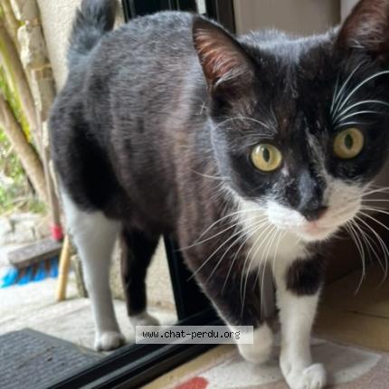 Photo 1/1 Found cat Found in Aubenas