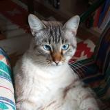 Picture of cat lost at Rostrenen