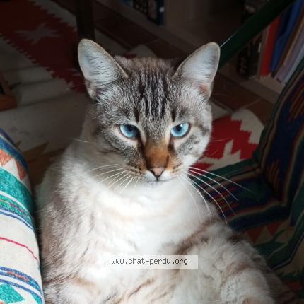 Photo 1/1 Pippin Chat lost in Rostrenen