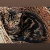 Picture of cat lost at Sainte Maure De Touraine