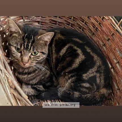 Photo 1/1 Ulia Chat lost in Sainte maure de touraine