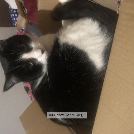 Photo 1/1 Simba Chat lost in Thourotte