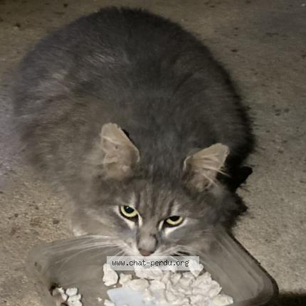 Photo 1/1 Found cat Found in Clamart