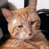 Picture of cat lost at Marseille