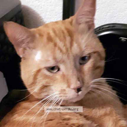 Photo 1/1 ISIDORE Chat lost in Marseille