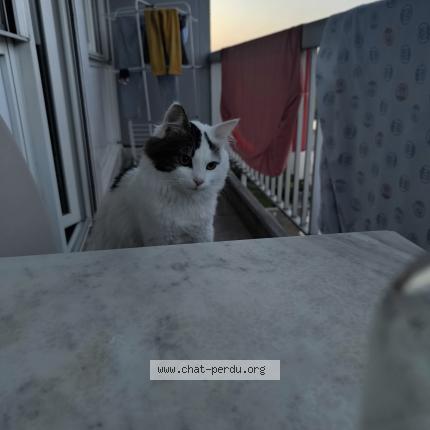 Photo 1/1 Châtaigne Chat lost in Rennes