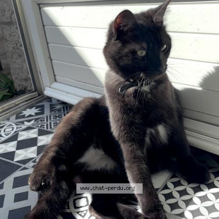 Photo 1/1 Winston Chat lost in Poitiers