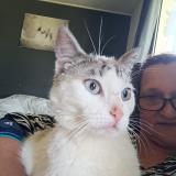 Picture of cat found at Champagney