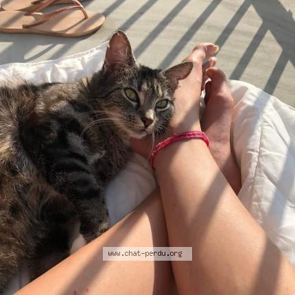 Photo 1/1 Pixel N&eacute;o Chat lost in Saint ouen sur iton