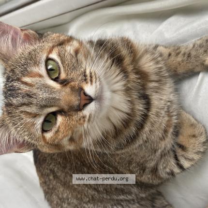 Photo 1/1 Moussin&eacute; Chat lost in Evry courcouronnes