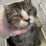 Picture of cat found at Roubaix