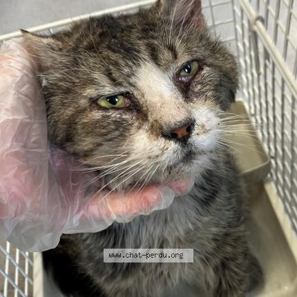 Photo 1/1 Found cat Found in Roubaix