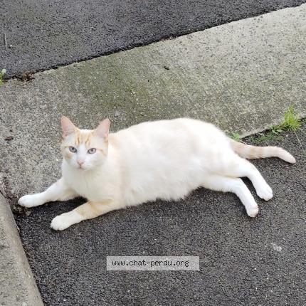 Photo 1/1 Lounis Chat lost in Sainte luce sur loire