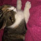 Picture of cat lost at Soissons