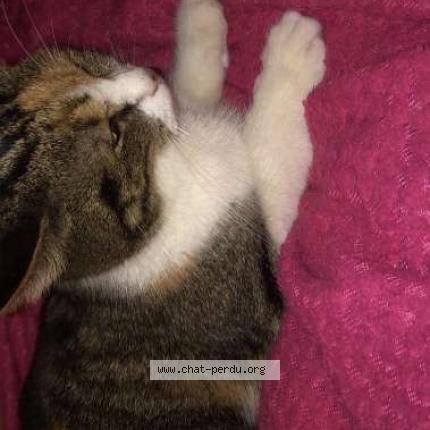 Photo 1/1 Kalinka Chat lost in Soissons