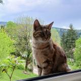 Picture of cat lost at Cogna