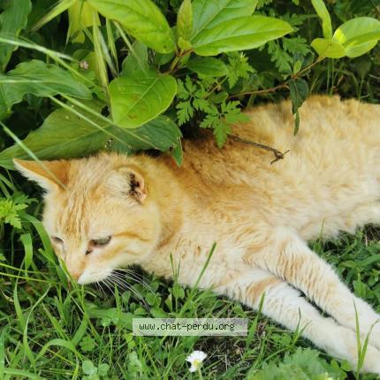 Photo 1/1 Padcha Chat lost in Marcy l etoile