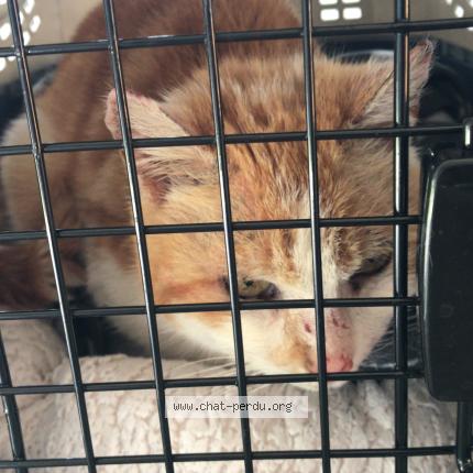 Photo 1/5 Found cat Found in Foret entre vandoncourt et abbevillers