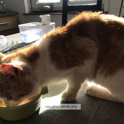 Photo 2/5 Found cat Found in Foret entre vandoncourt et abbevillers