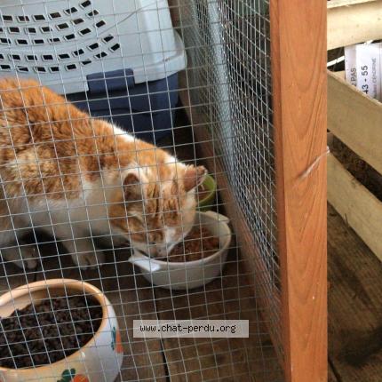 Photo 3/5 Found cat Found in Foret entre vandoncourt et abbevillers