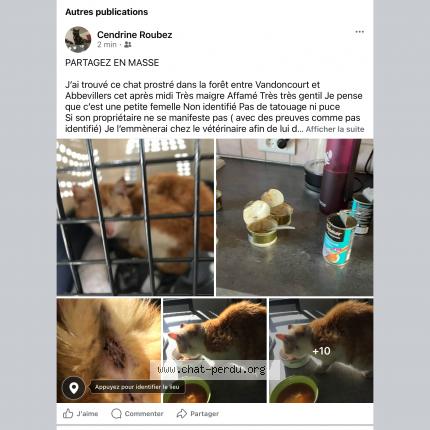 Photo 4/5 Found cat Found in Foret entre vandoncourt et abbevillers