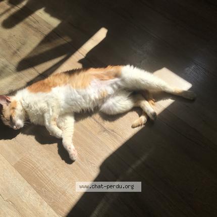 Photo 5/5 Found cat Found in Foret entre vandoncourt et abbevillers