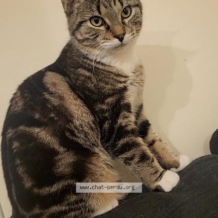 Photo 1/1 Elza Chat lost in Sains en gohelle