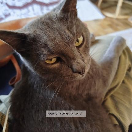 Photo 1/1 Koda Chat lost in Saint fort chateau gontier