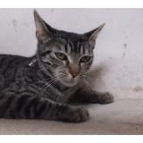 Picture of cat found at Bordeaux