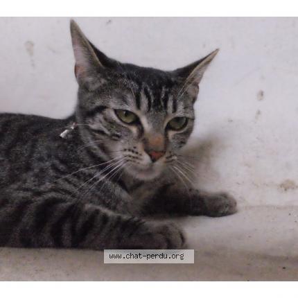 Photo 1/1 Found cat Found in Bordeaux